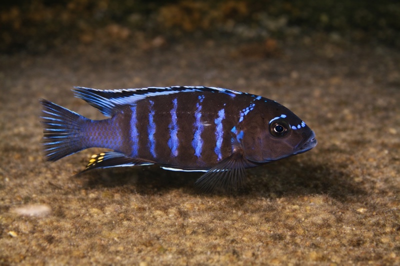 Maylandia sp. 'aggressive bars' Taiwanee Reef